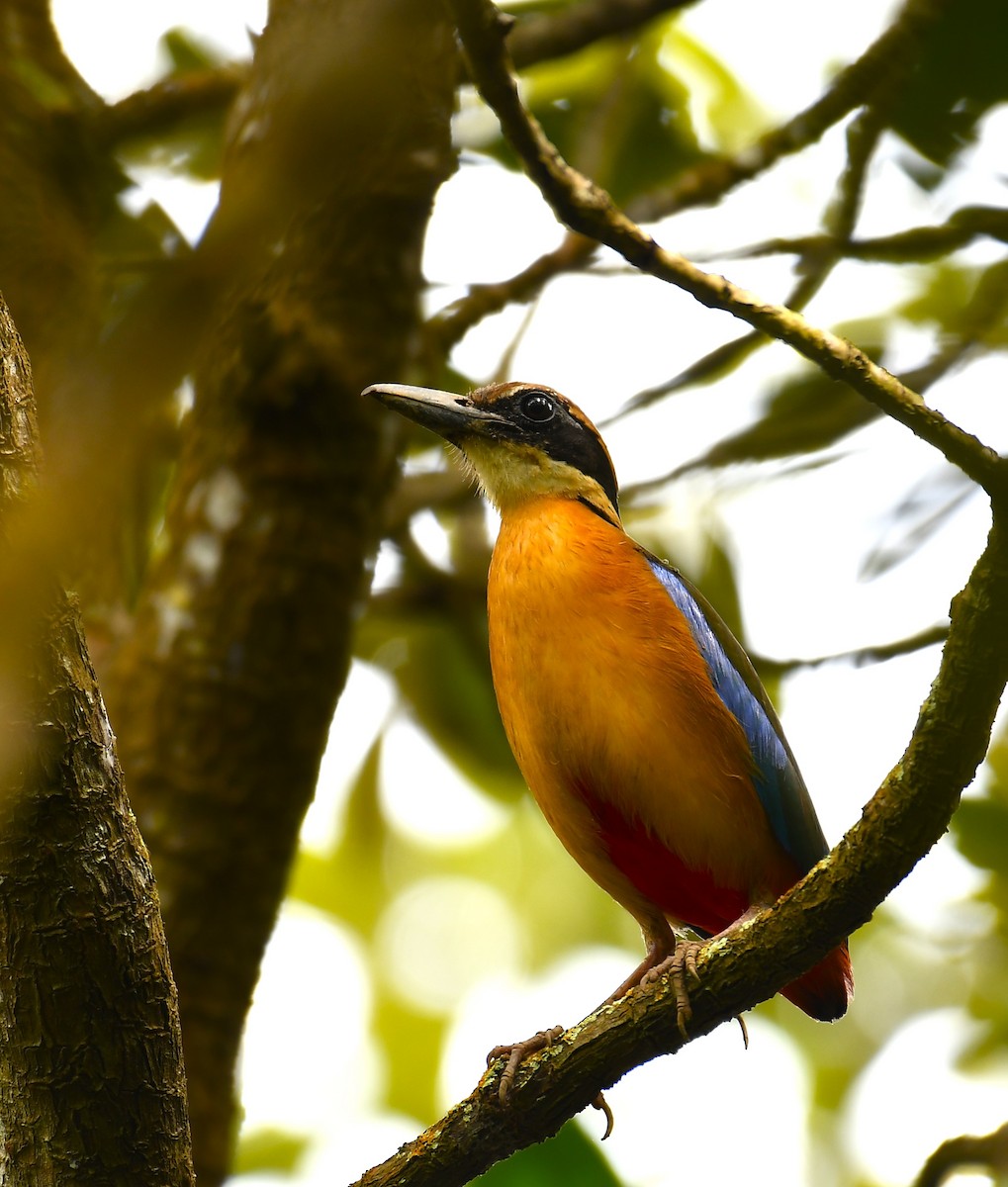 Mangrove Pitta - ML618086787