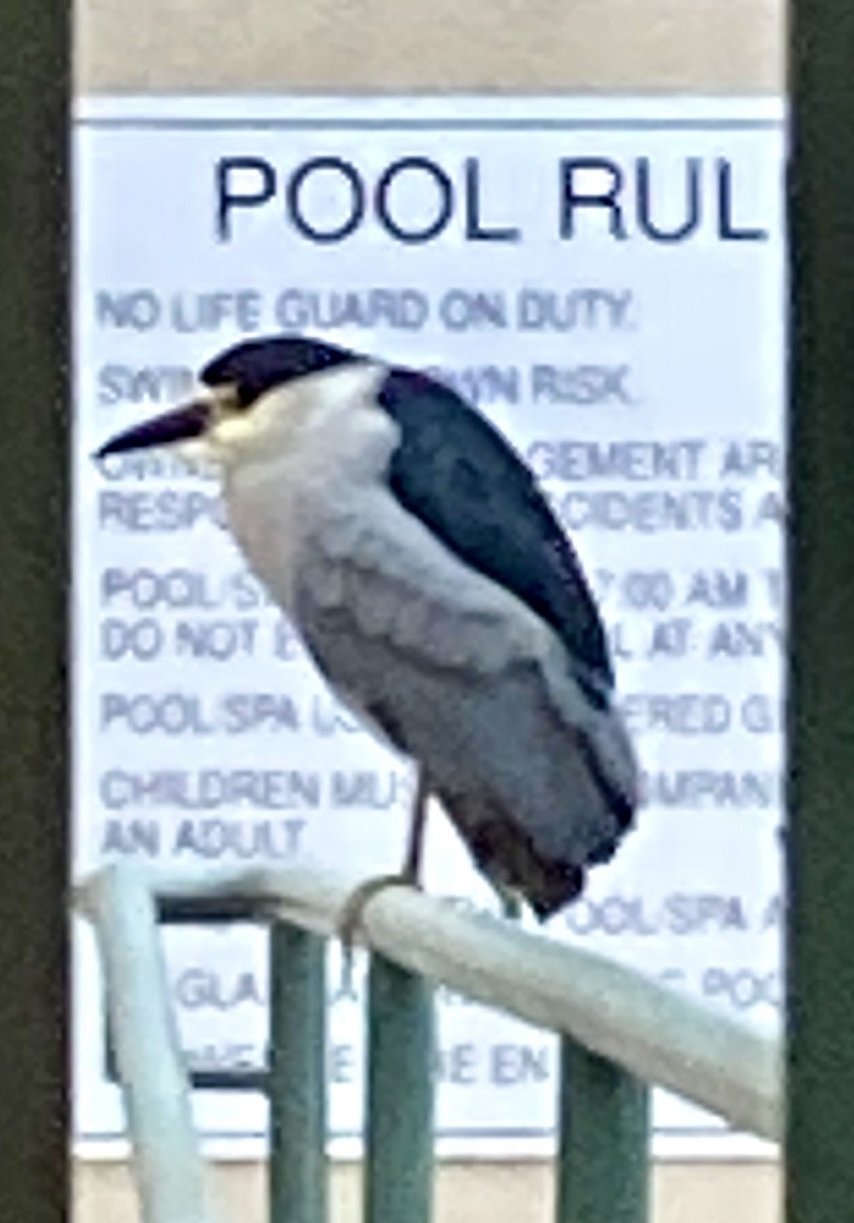 Black-crowned Night Heron - bruce ventura