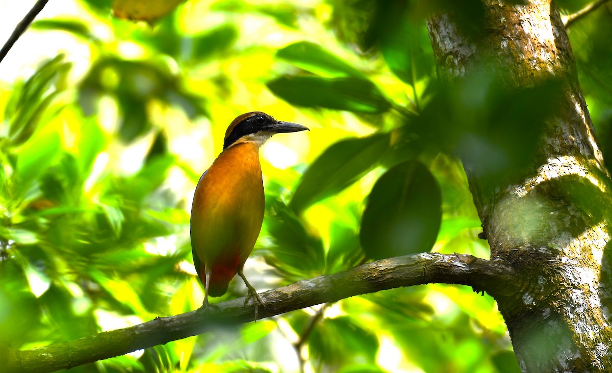 Mangrove Pitta - ML618086791