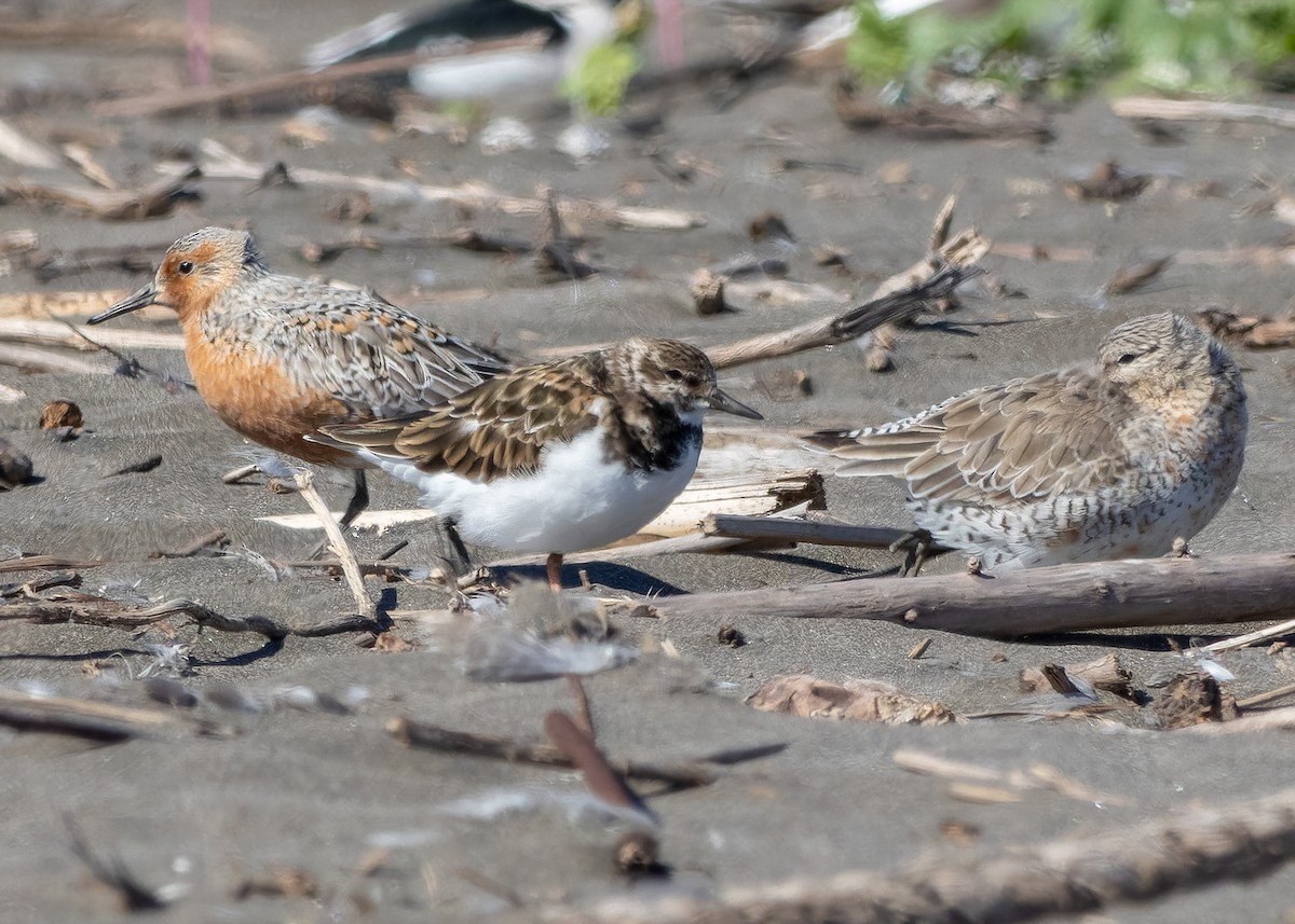 Red Knot - ML618086803