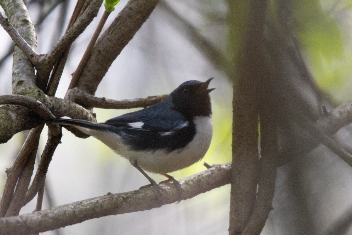 Black-throated Blue Warbler - Jeff Katen