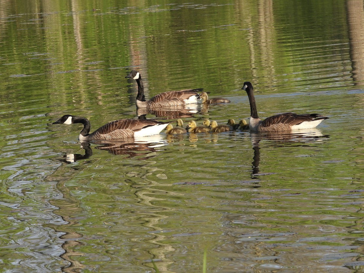 Canada Goose - Jackie Delk