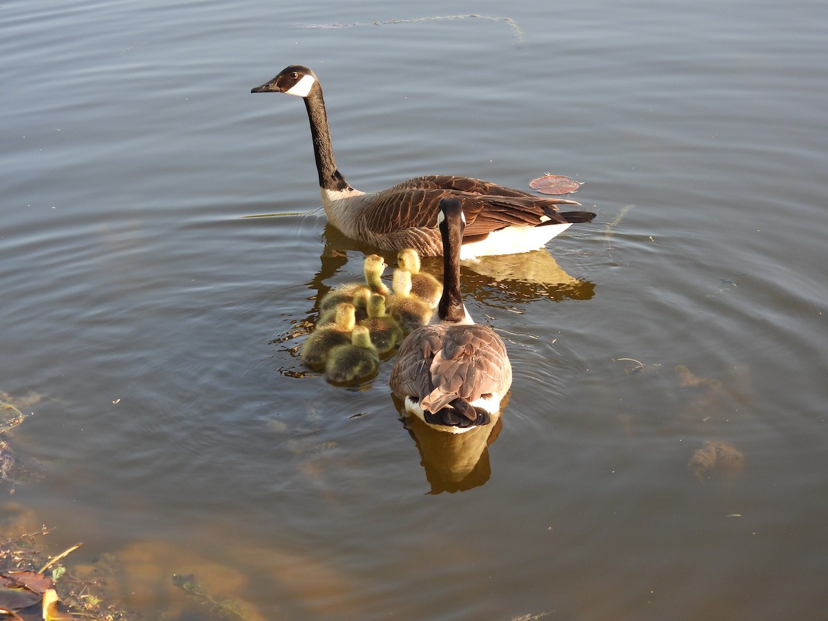 Canada Goose - Jackie Delk