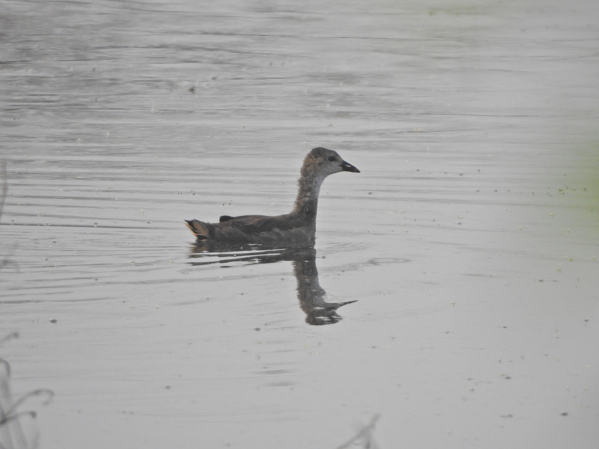 Eurasian Coot - Jayendra Rakesh Yeka