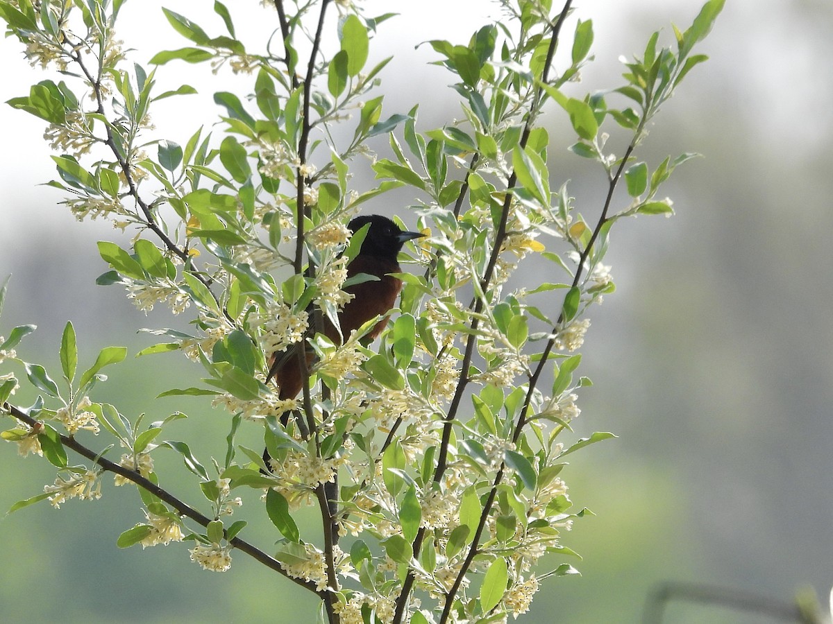 Orchard Oriole - Jackie Delk