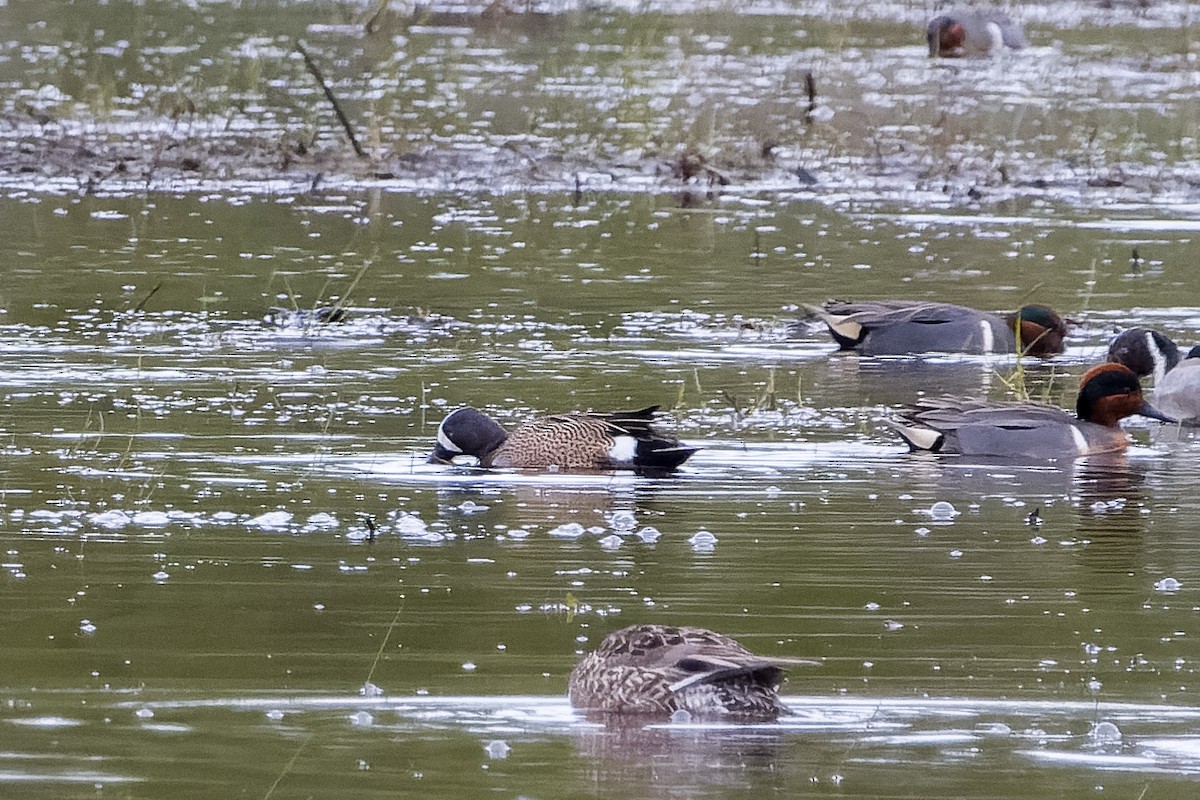 Blue-winged Teal - Les Peterson