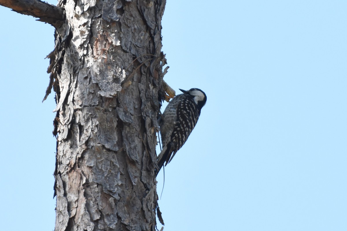 Red-cockaded Woodpecker - James Thompson