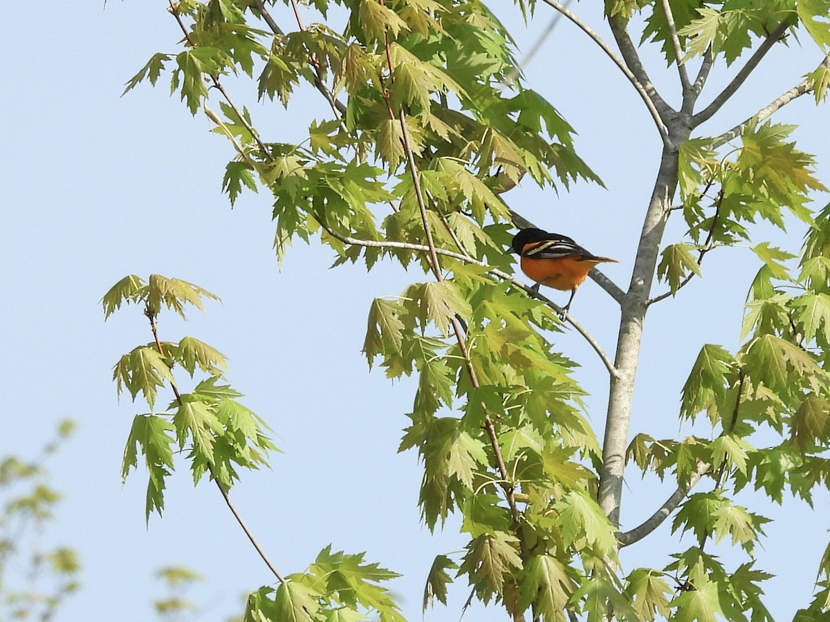 Baltimore Oriole - Jackie Delk