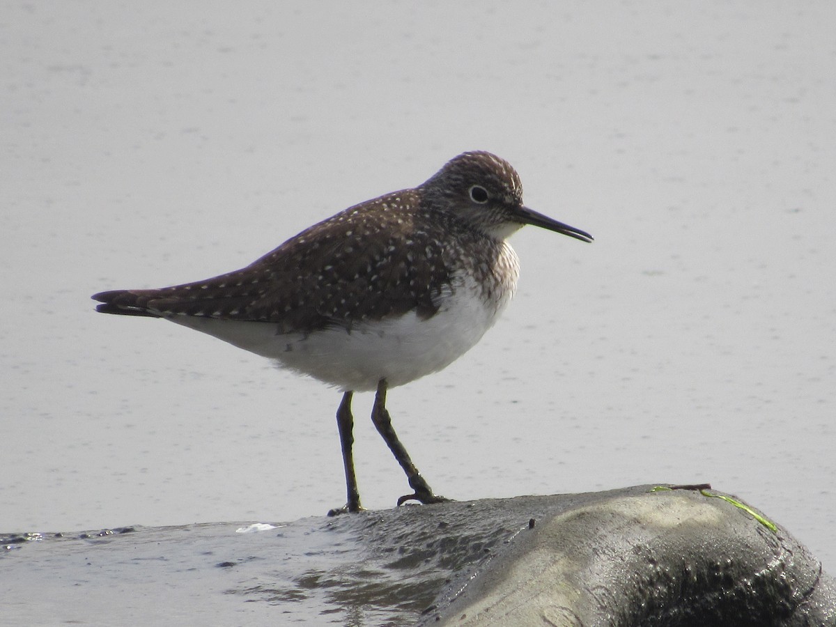 Solitary Sandpiper - John Coyle