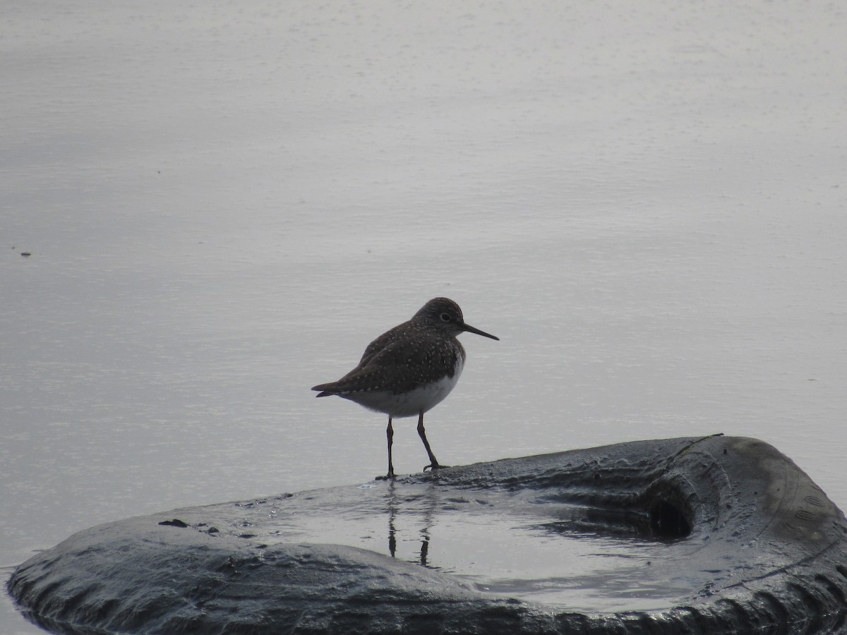 Solitary Sandpiper - John Coyle