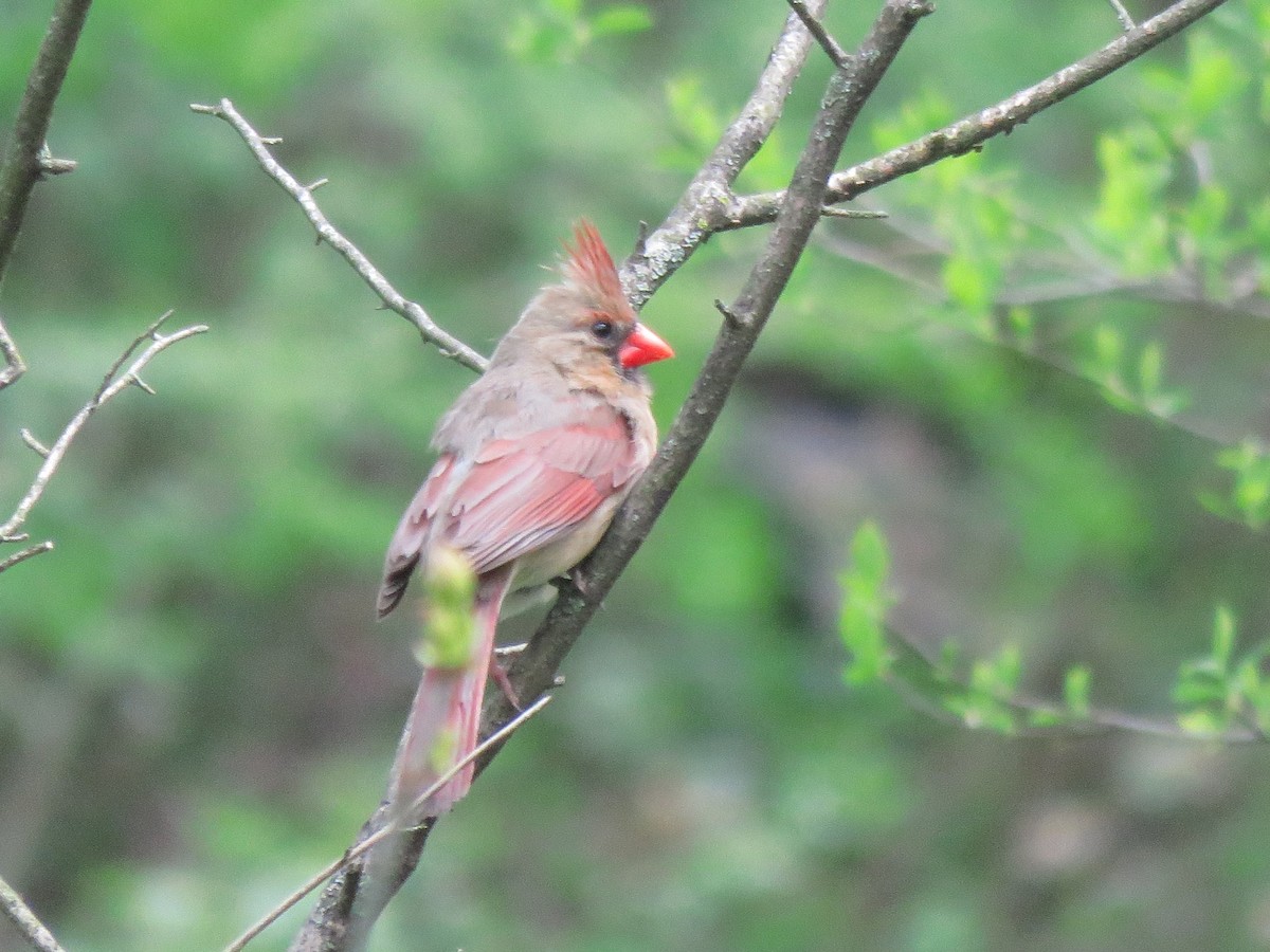 Northern Cardinal - ML618086847