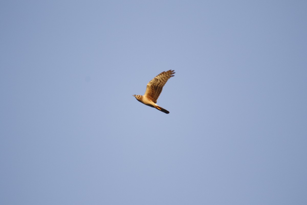 Northern Harrier - Eary Warren