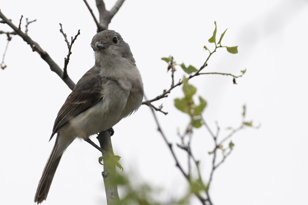 Gray Vireo - Donald Estep