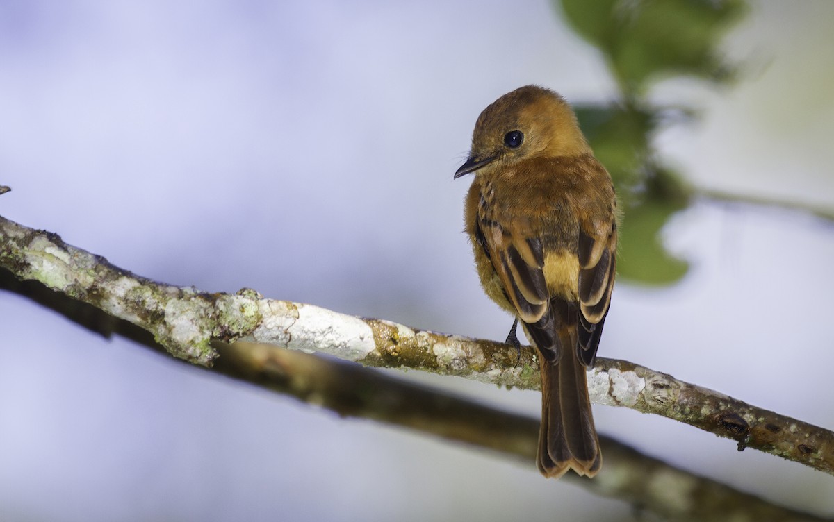 Cinnamon Flycatcher - javier  mesa