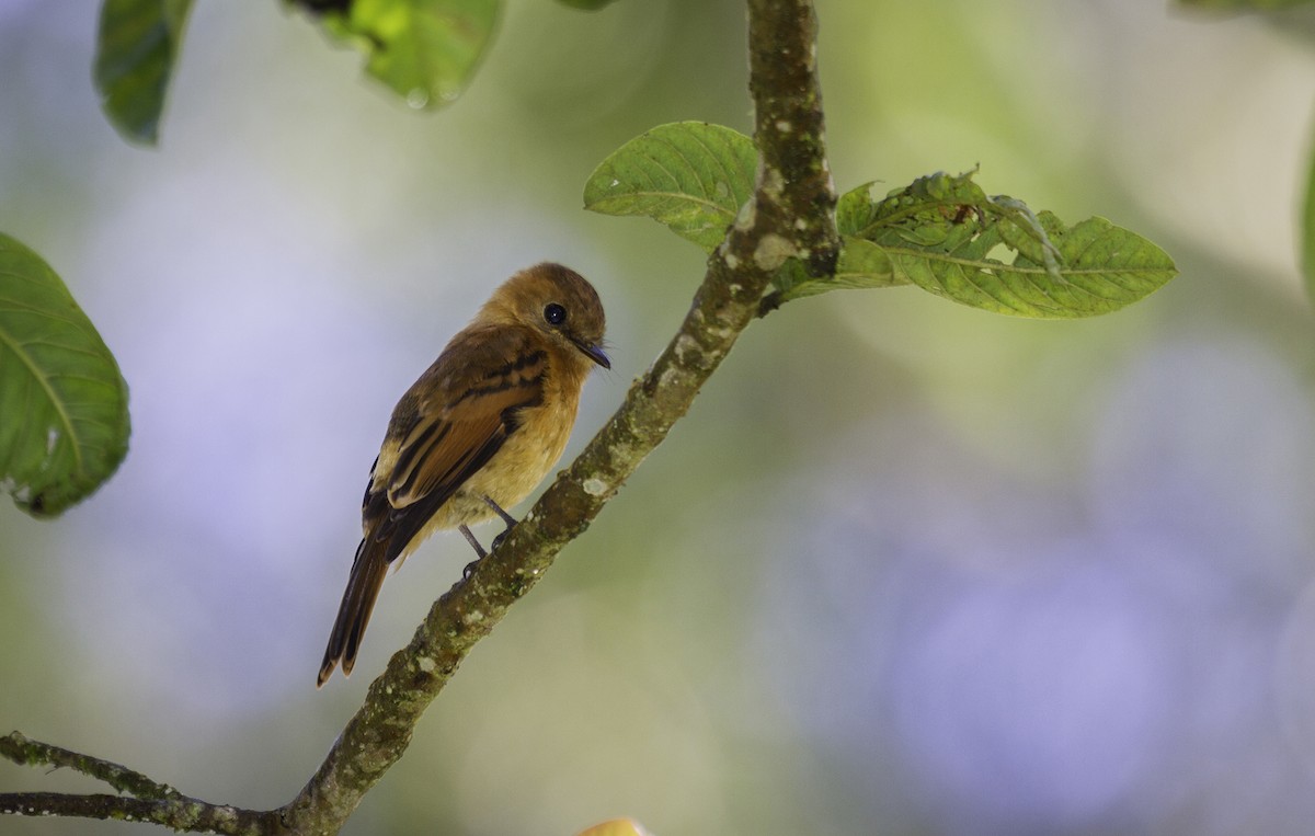 Cinnamon Flycatcher - javier  mesa