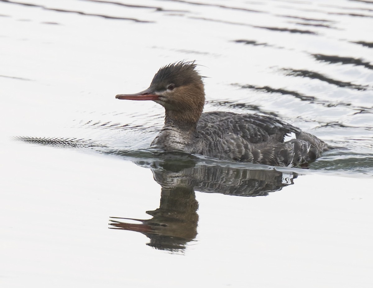 Red-breasted Merganser - ML618086877