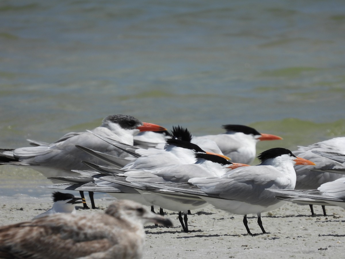 Caspian Tern - ML618086881