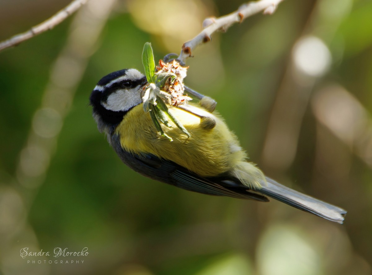 African Blue Tit - ML618086883