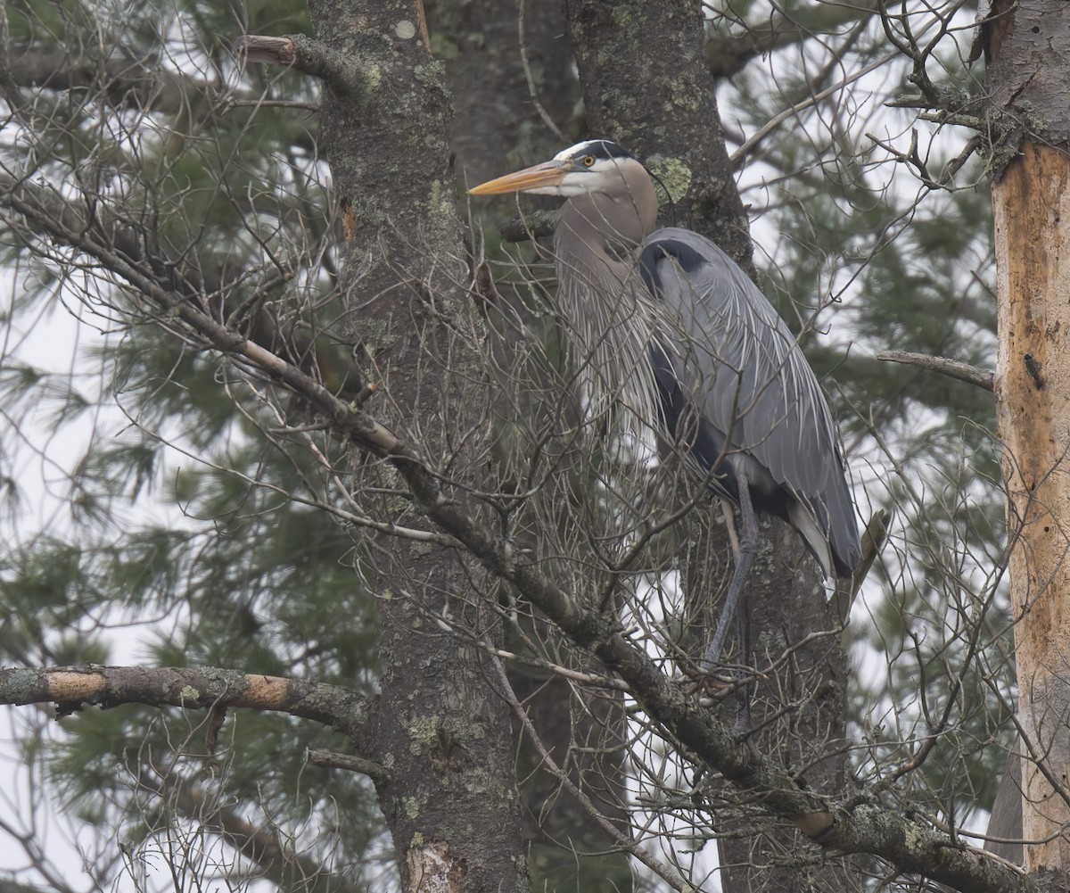 Great Blue Heron - ML618086885