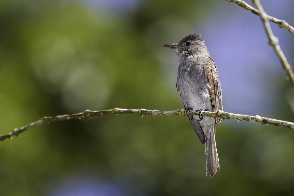 Smoke-colored Pewee - javier  mesa