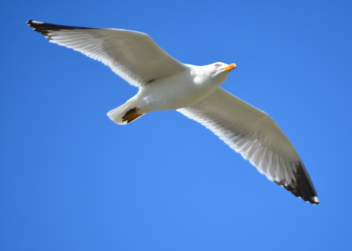 Yellow-legged Gull - Jorge Leitão