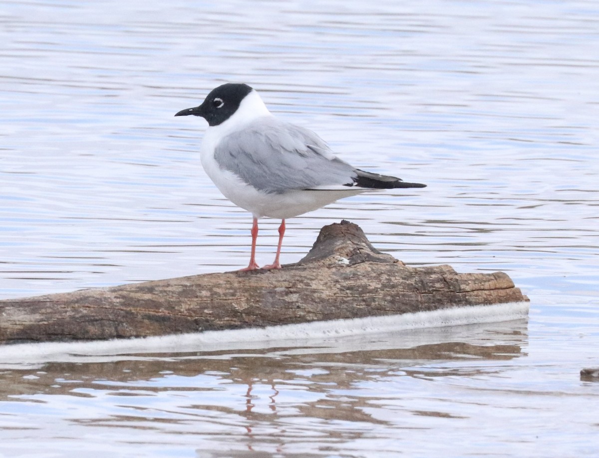 Bonaparte's Gull - ML618086895