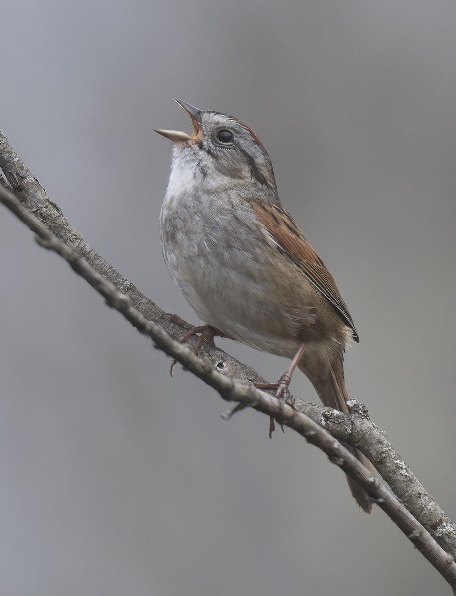 Swamp Sparrow - ML618086916