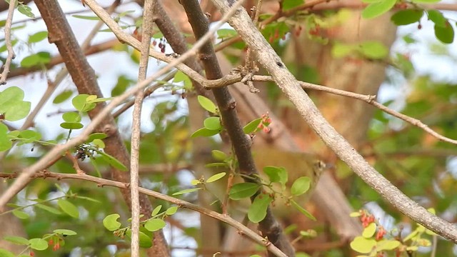 Blyth's Reed Warbler - ML618086943