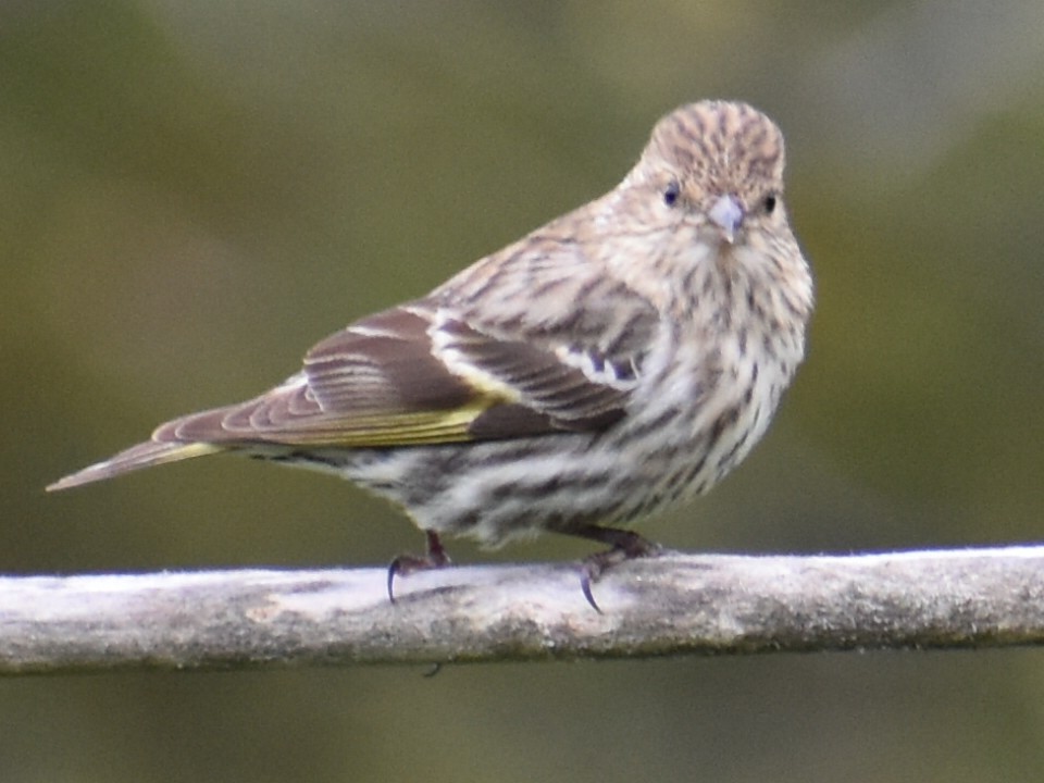 Pine Siskin - Cassy Cassidy