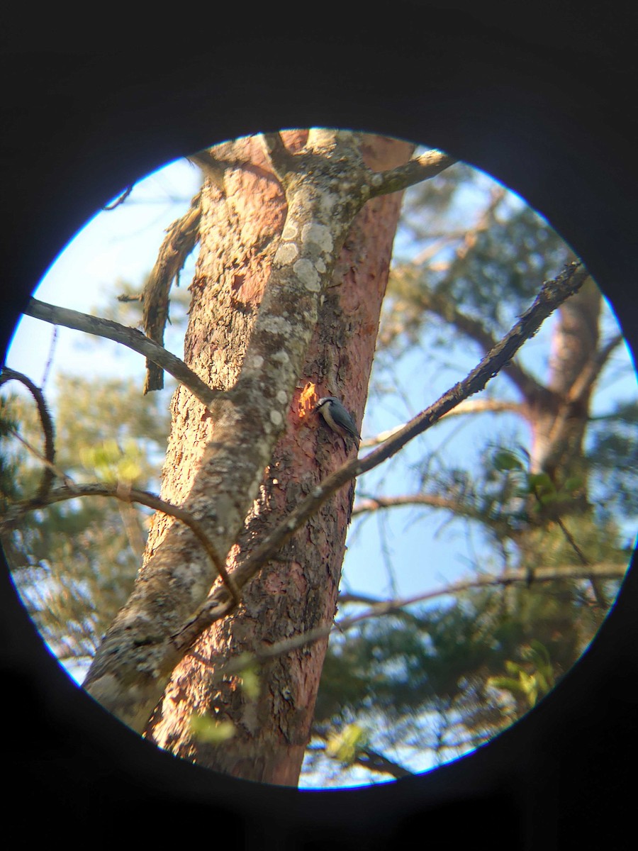 Eurasian Nuthatch (Western) - Martynas Sprogys