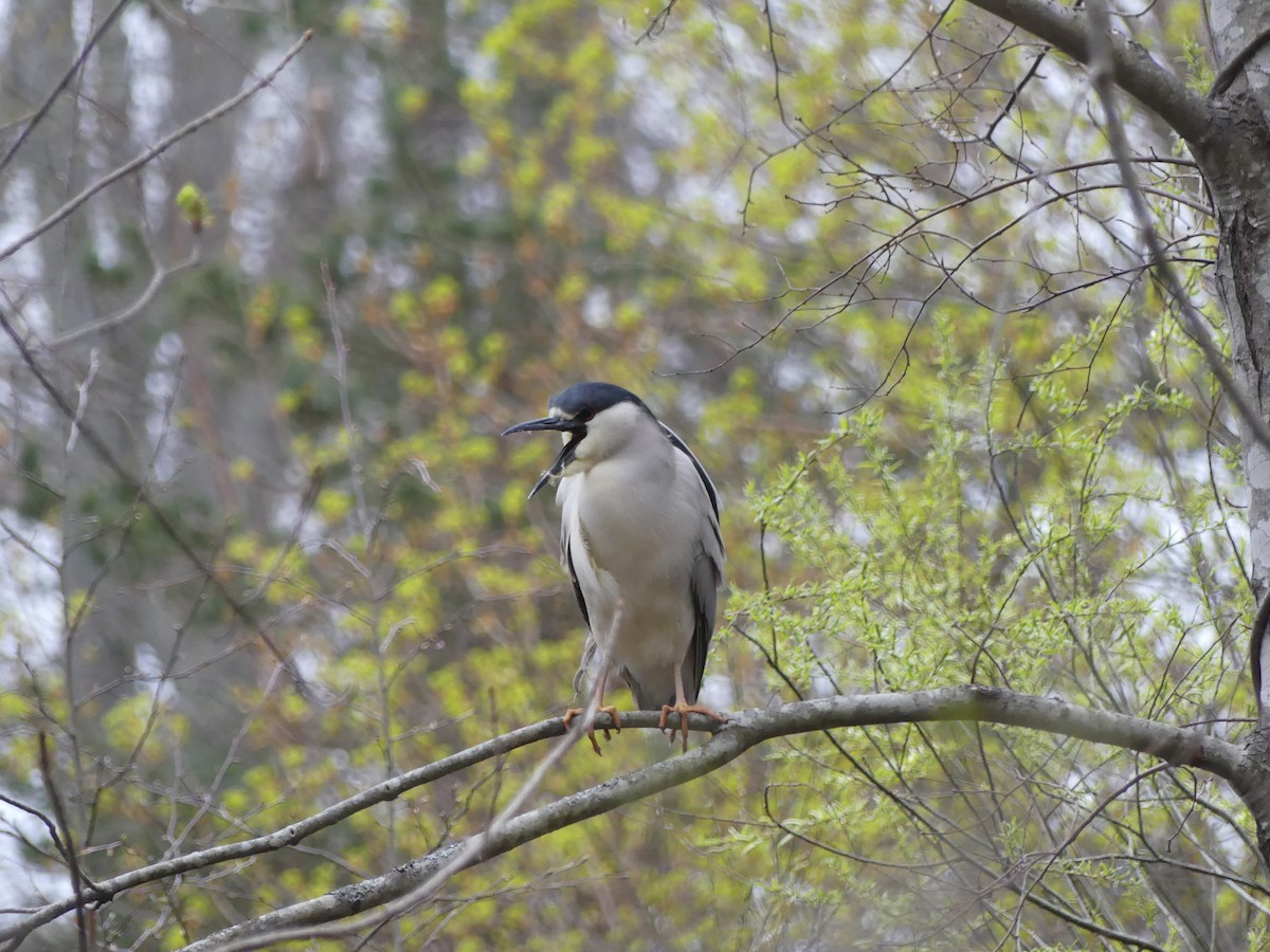 夜鷺 - ML618086972