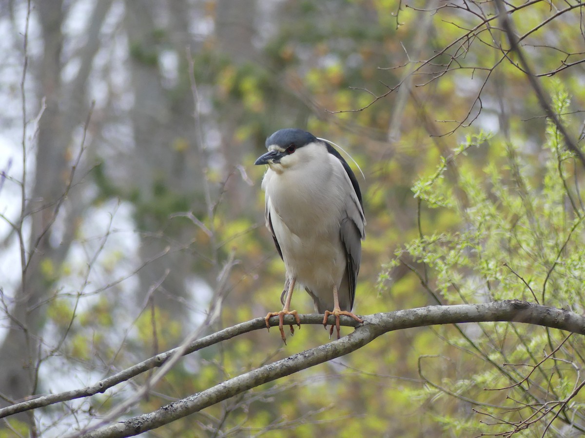 夜鷺 - ML618086974