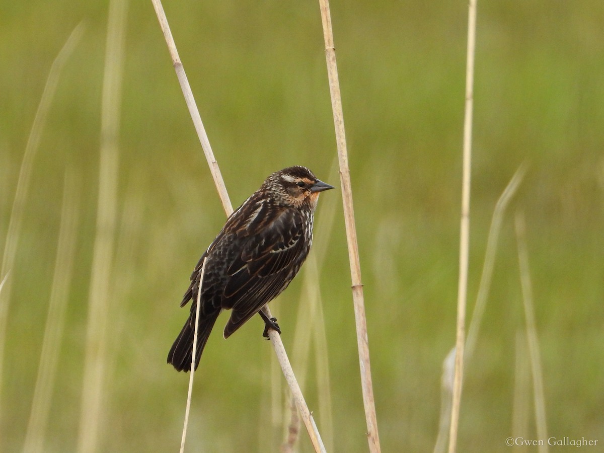 Red-winged Blackbird (Red-winged) - Gwen Gallagher