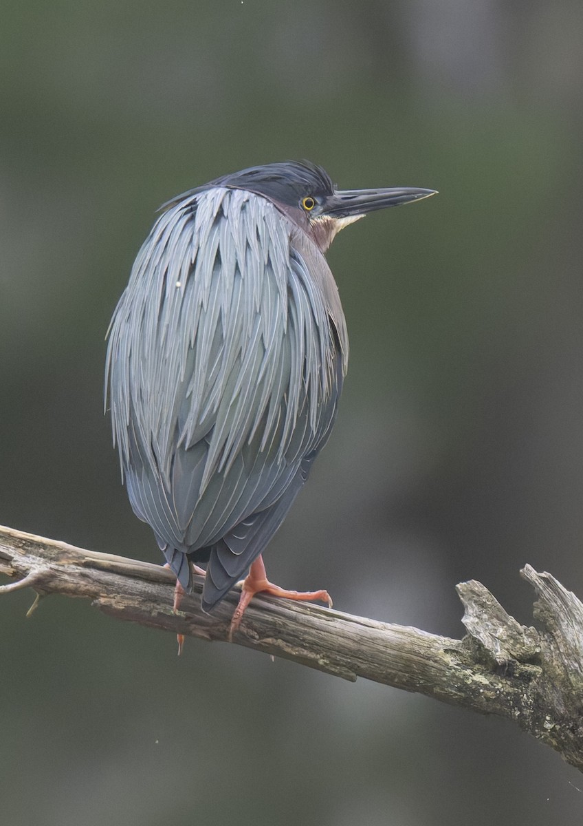 Green Heron - ML618086993