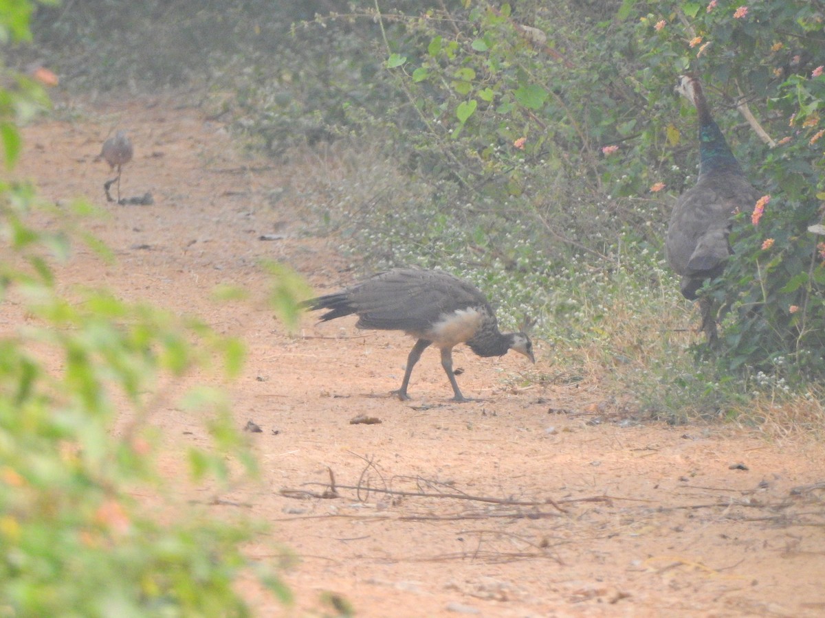 Indian Peafowl - Jayendra Rakesh Yeka