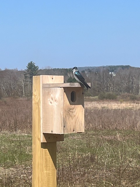 Tree Swallow - Dave Edson