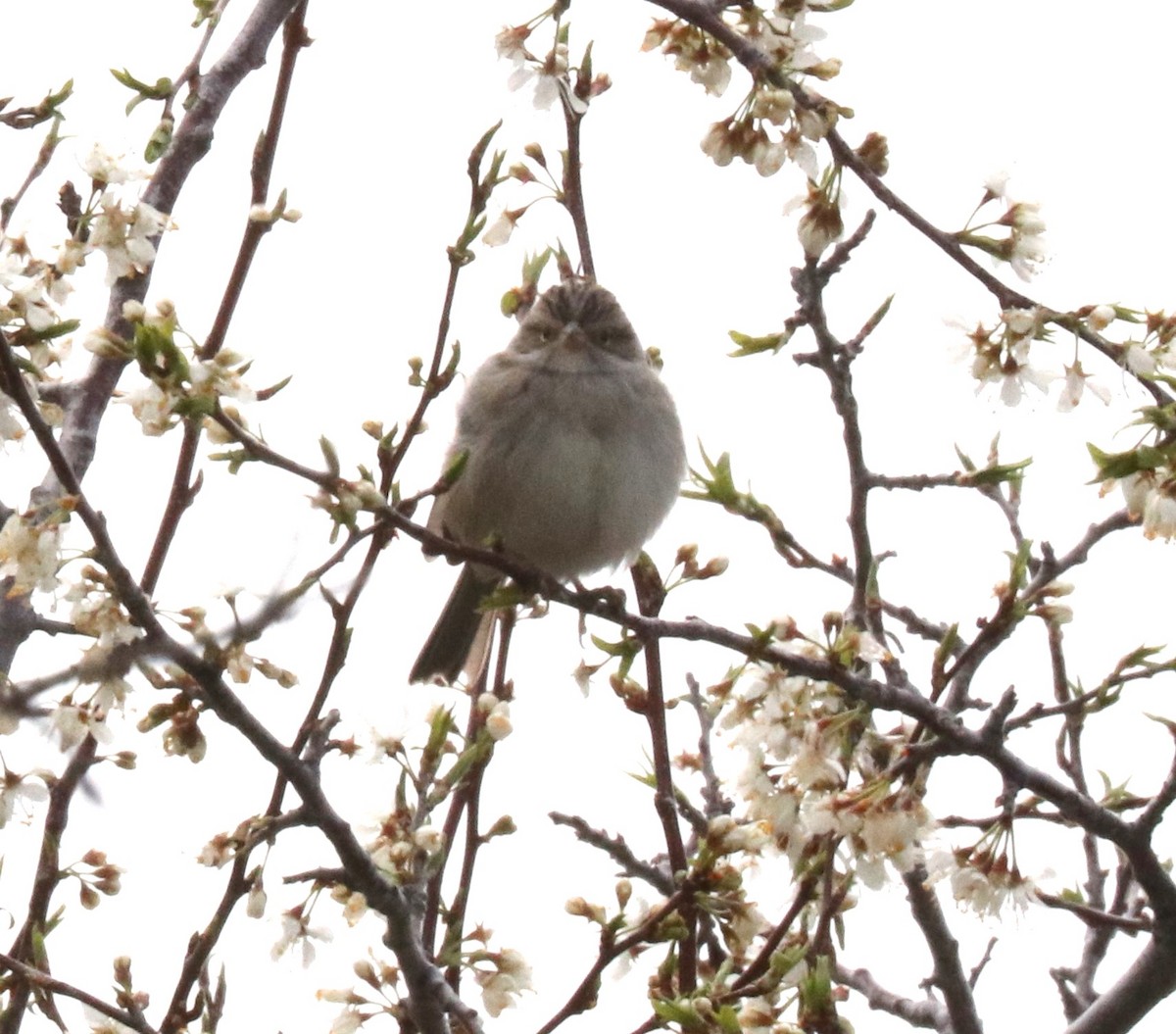 Brewer's Sparrow - ML618087046