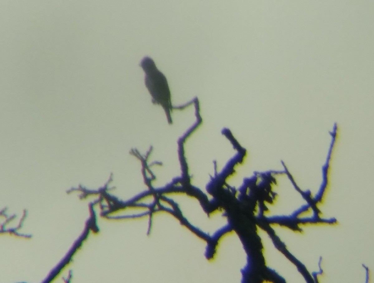 Olive-sided Flycatcher - Blaine Carnes