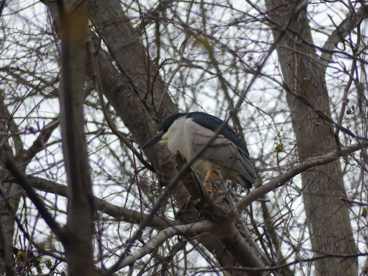 夜鷺 - ML618087079