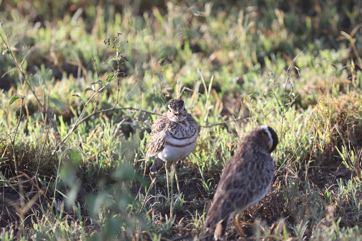 Three-banded Courser - Rohan van Twest