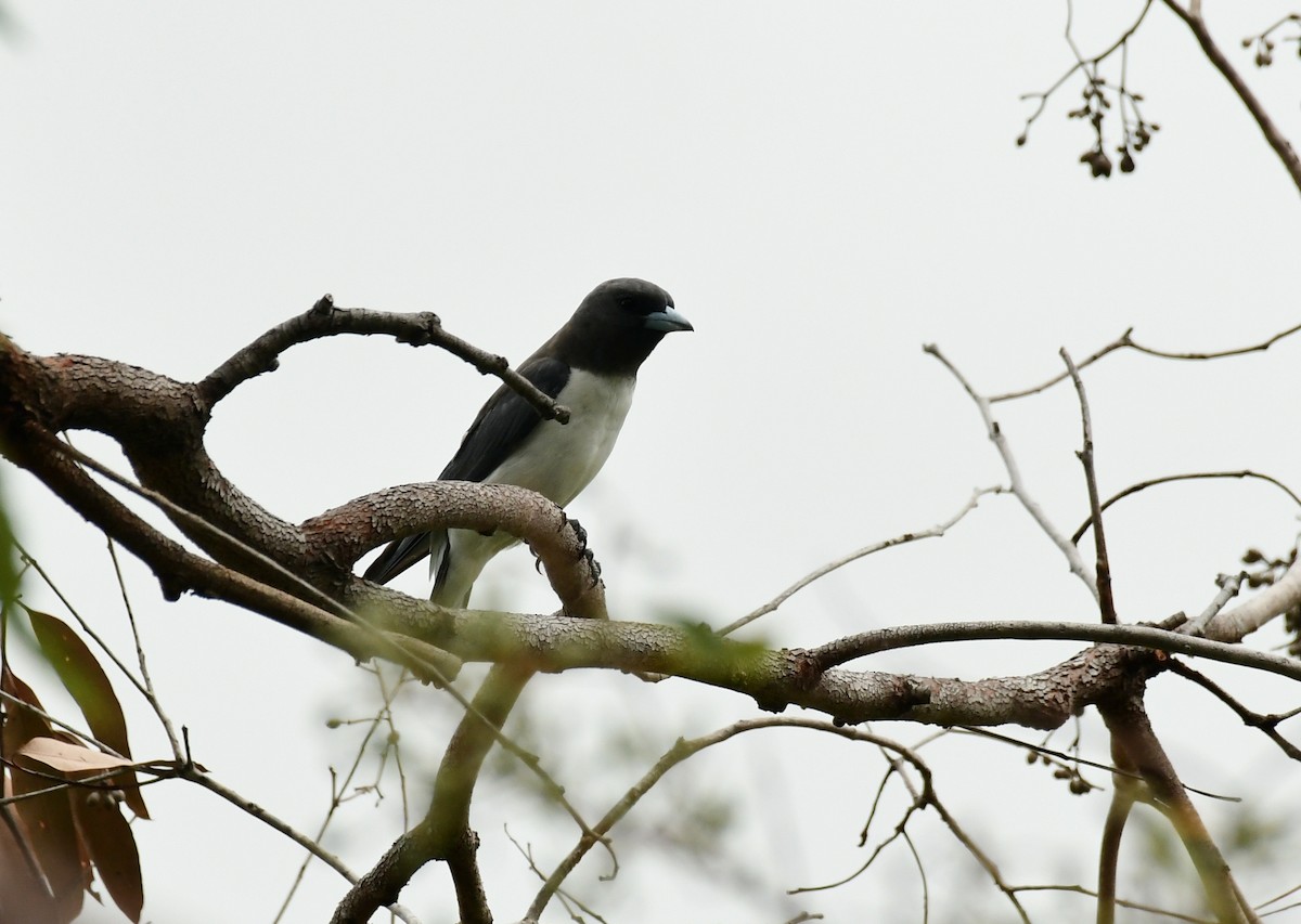 White-breasted Woodswallow - ML618087119
