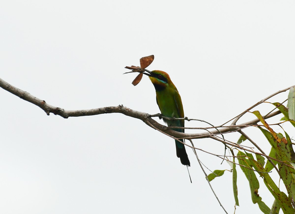 Rainbow Bee-eater - ML618087133