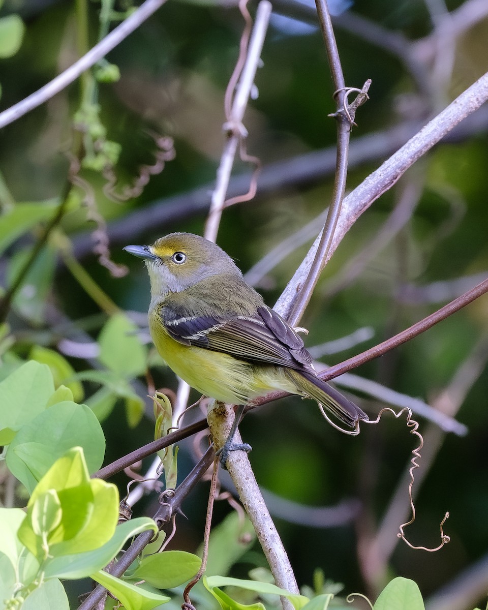 Vireo Ojiblanco - ML618087172