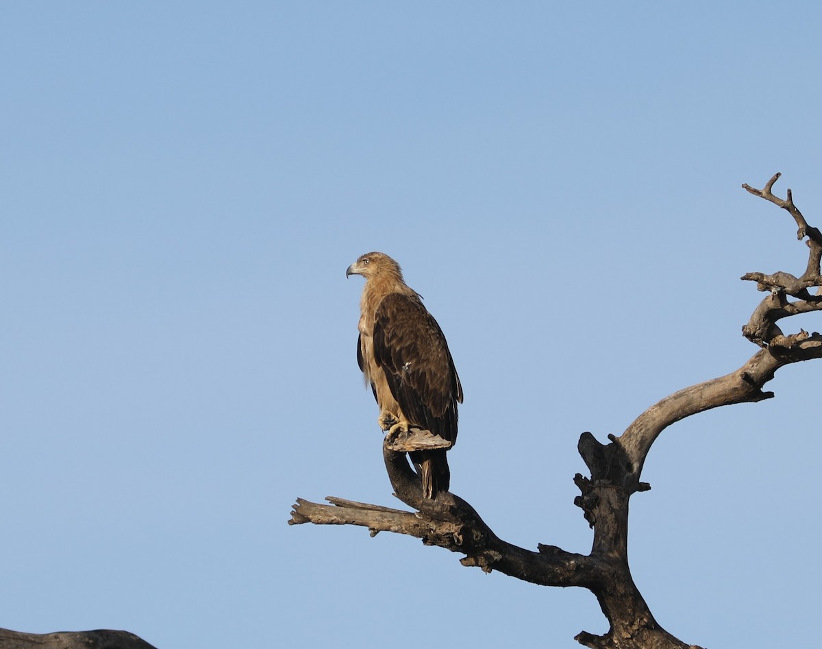 Tawny Eagle - Rohan van Twest