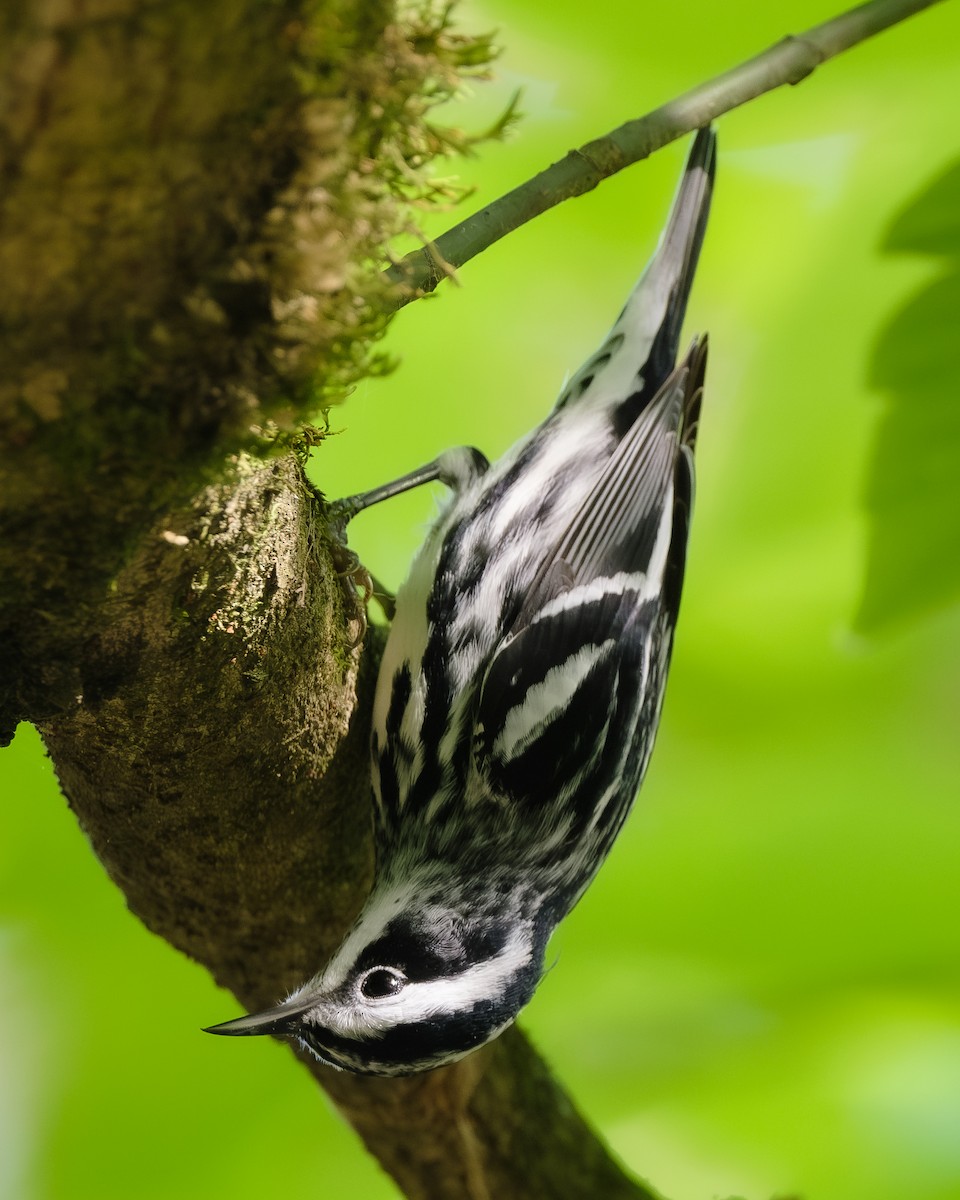 Black-and-white Warbler - Sheng Jiang