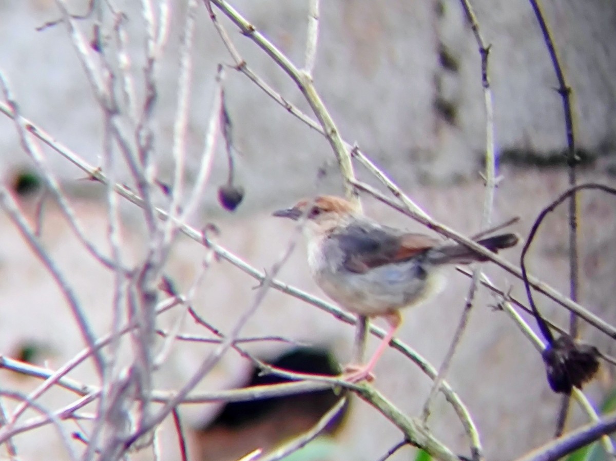 Singing Cisticola - ML618087230