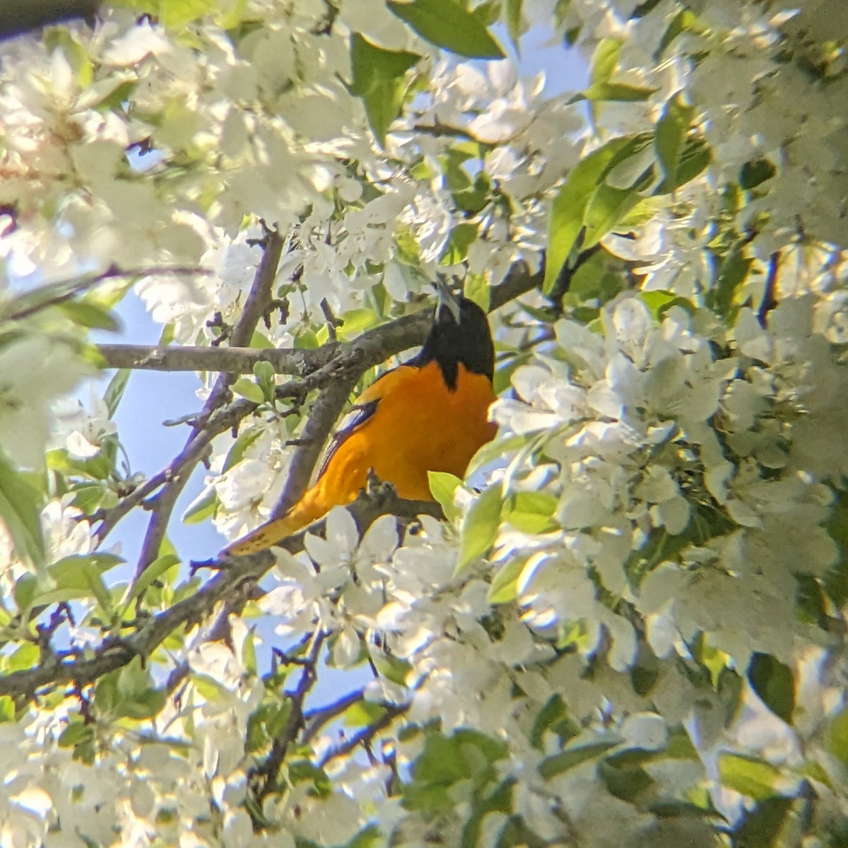 Baltimore Oriole - Alexander Campos Quiros