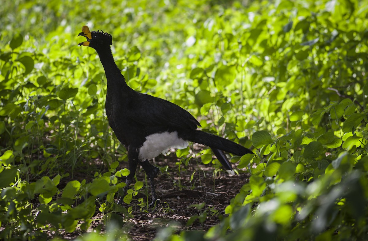 Yellow-knobbed Curassow - javier  mesa