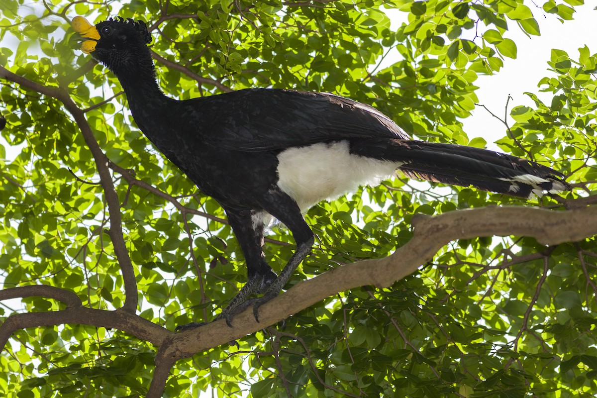 Yellow-knobbed Curassow - ML618087248