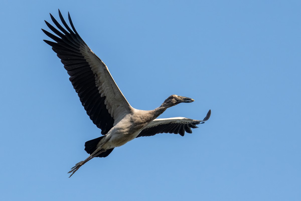 Asian Openbill - Dominic More O’Ferrall